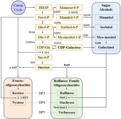 Low molecular weight carbohydrates and abiotic stress tolerance in lentil (Lens culinaris Medikus): a review